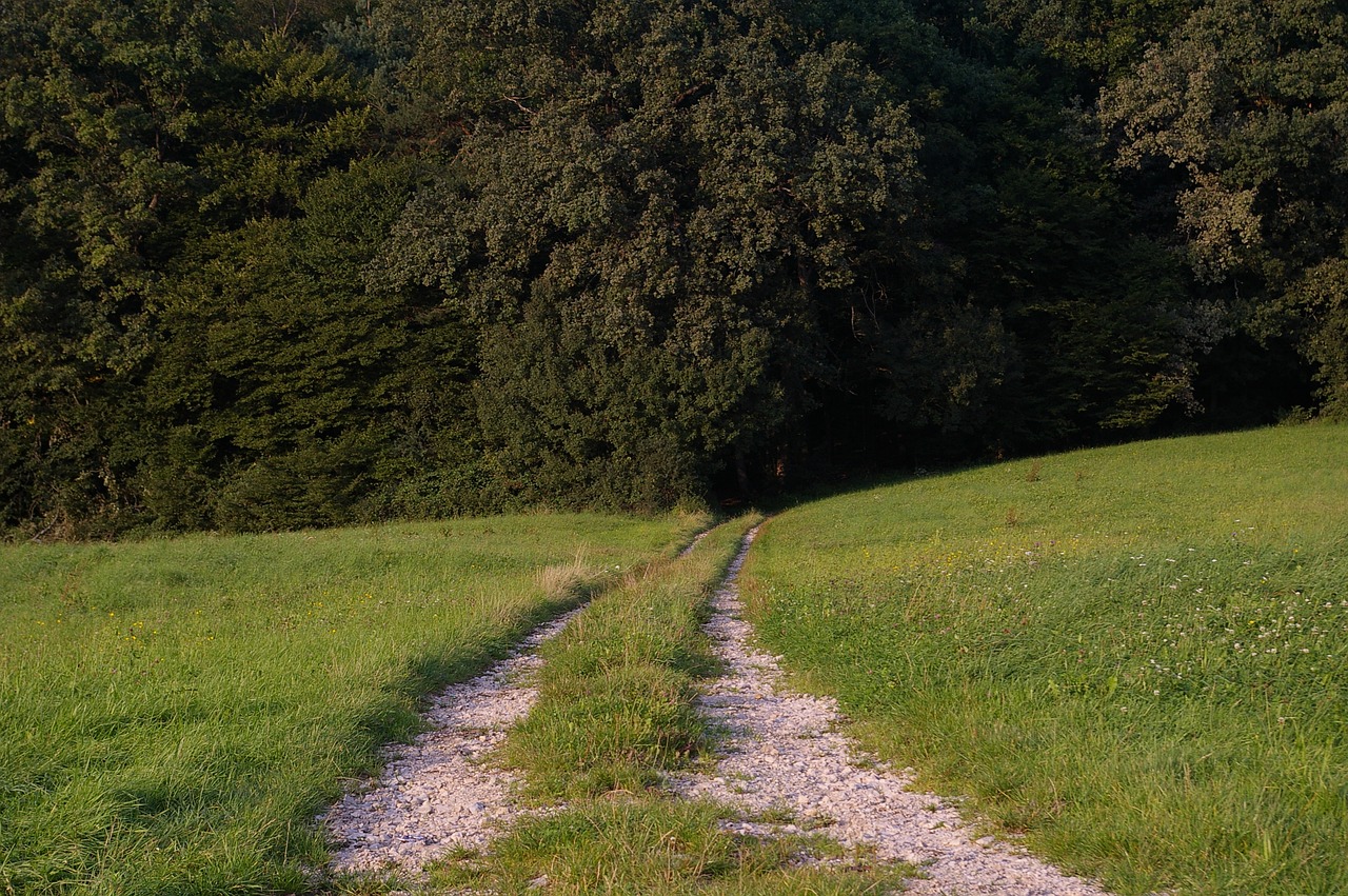 Image - away forest nature hiking trees