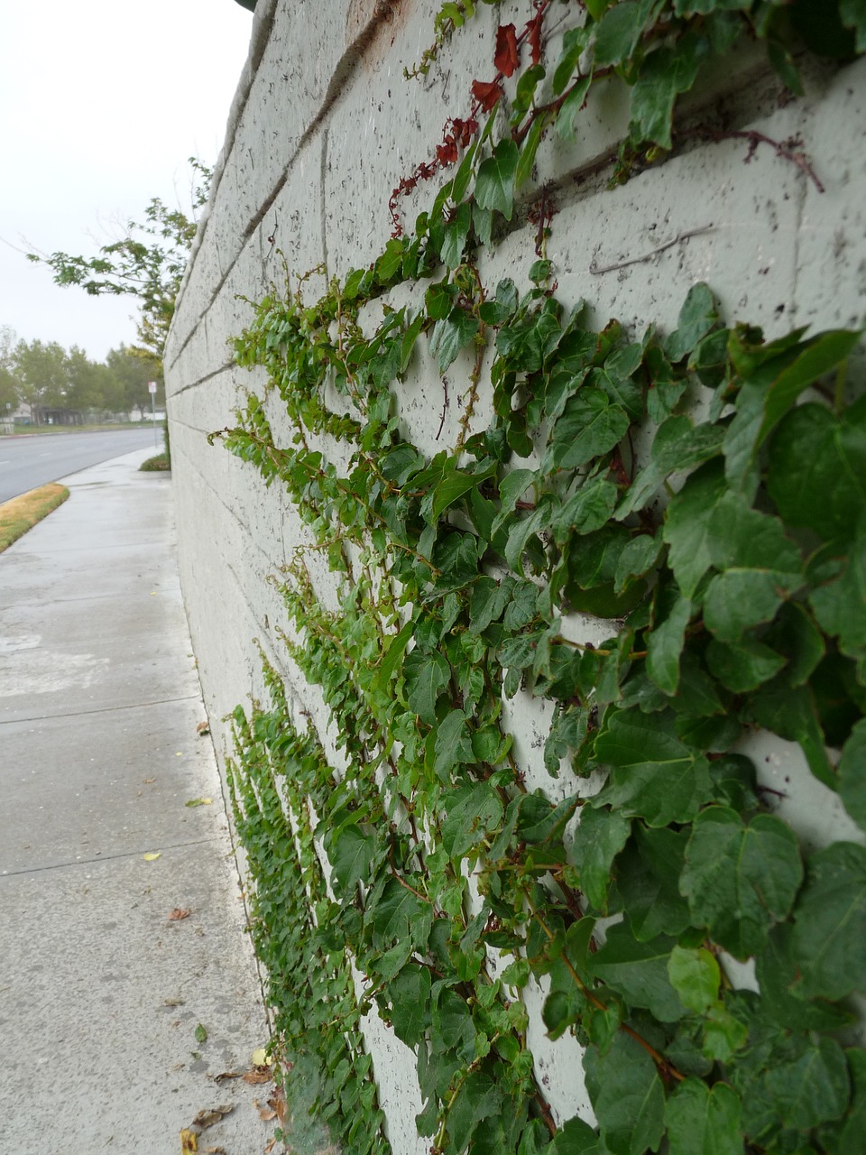 Image - ivy vines growing green rain