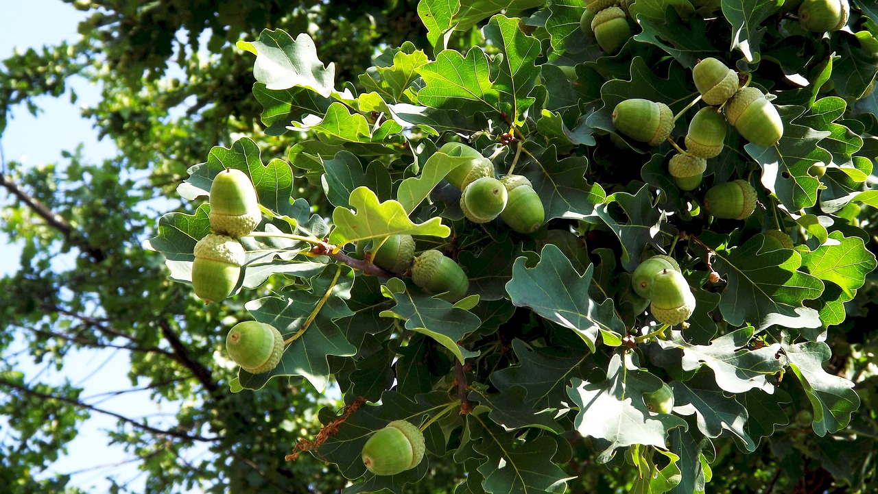 Image - vegetation tree oak foliage acorns