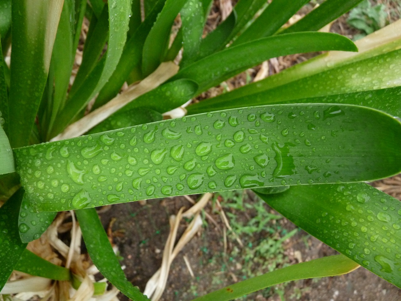 Image - green leaf rain drop wet droplet