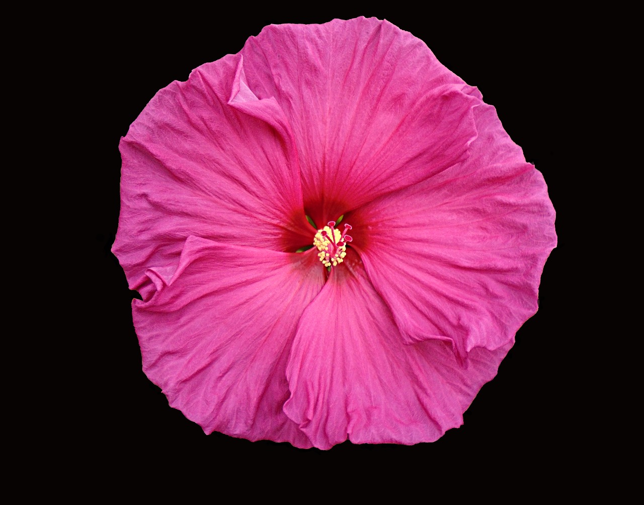 Image - hibiscus flower blossom pink