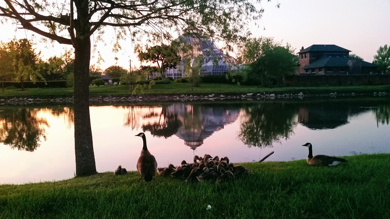 Image - belle isle pond nature reflection