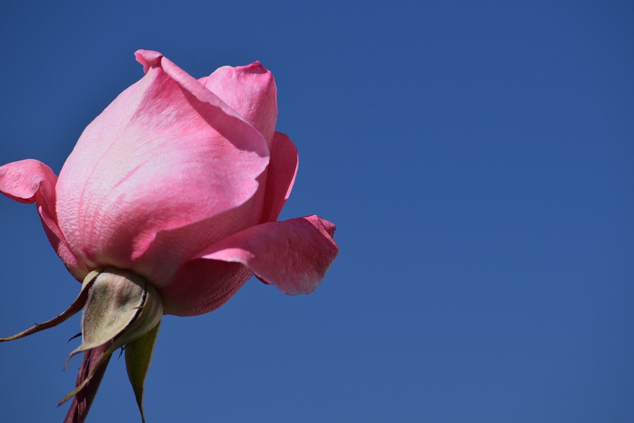 Image - flower sky rose outdoor natural