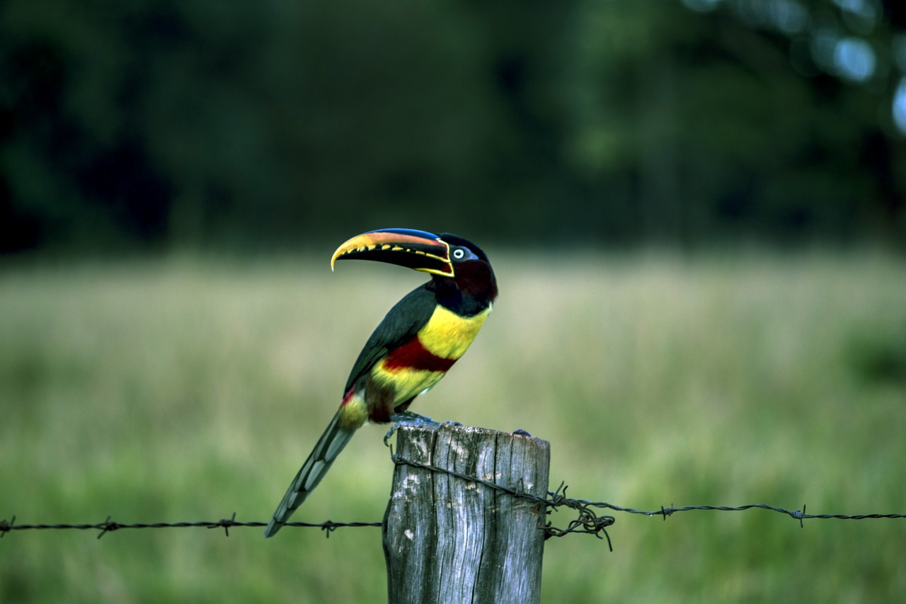 Image - araçari tucano birds bird birdie