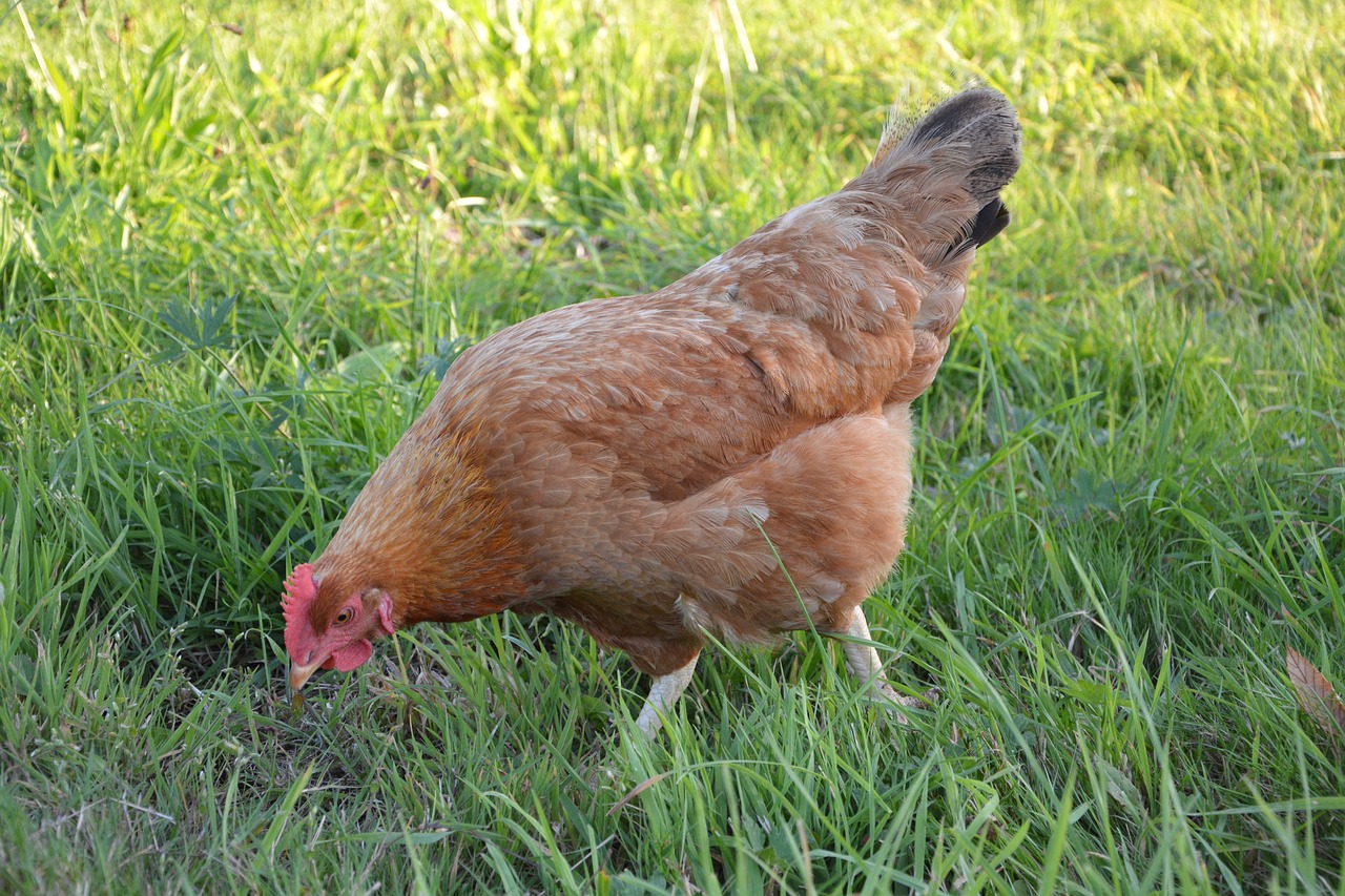 Image - hen peck laying hen domestic animal