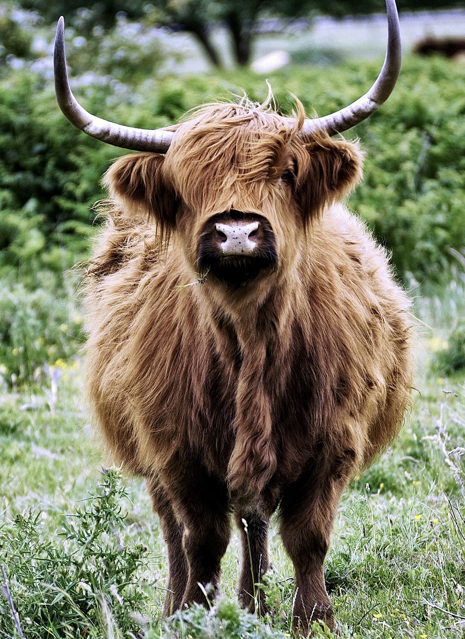 Image - desirable scottish hochlandrind beef