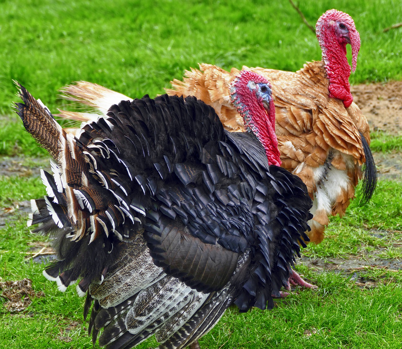 Image - turkey puter species truter