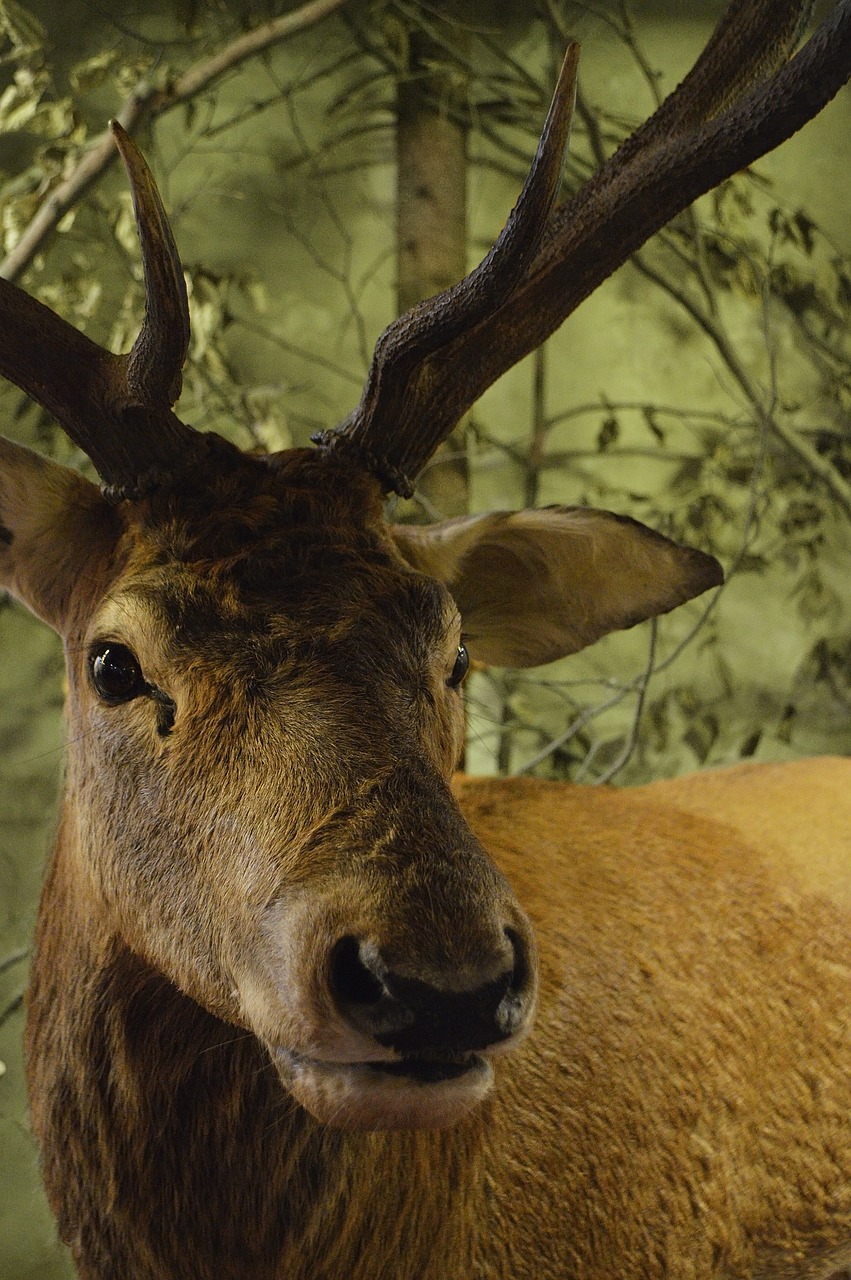 Image - deer forest antlers animal park