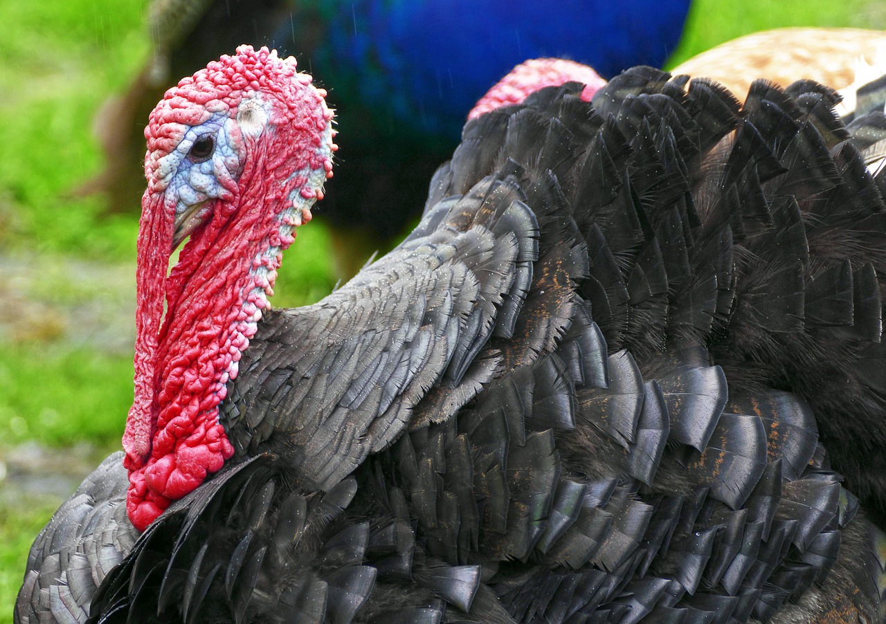 Image - turkey puter species truter