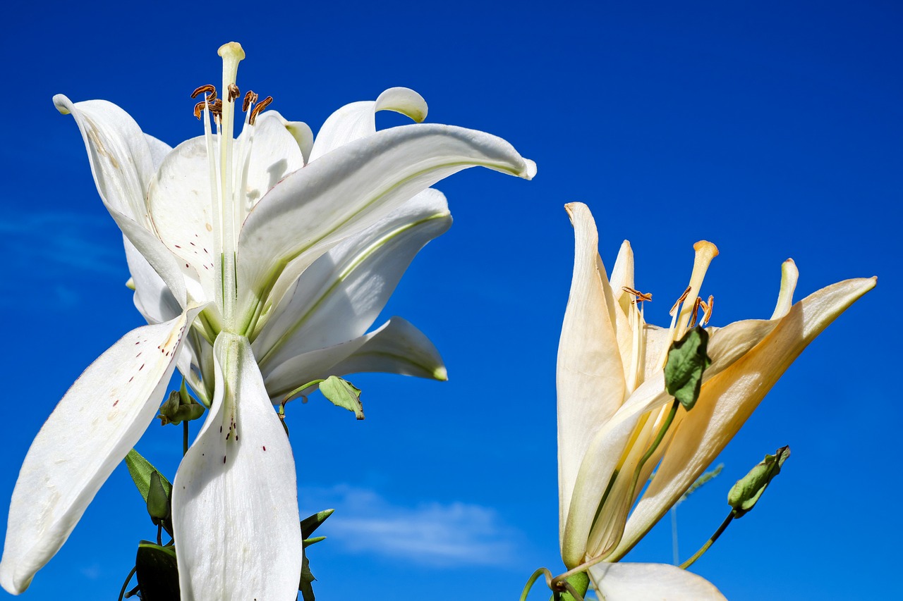 Image - lily flower blossom bloom white