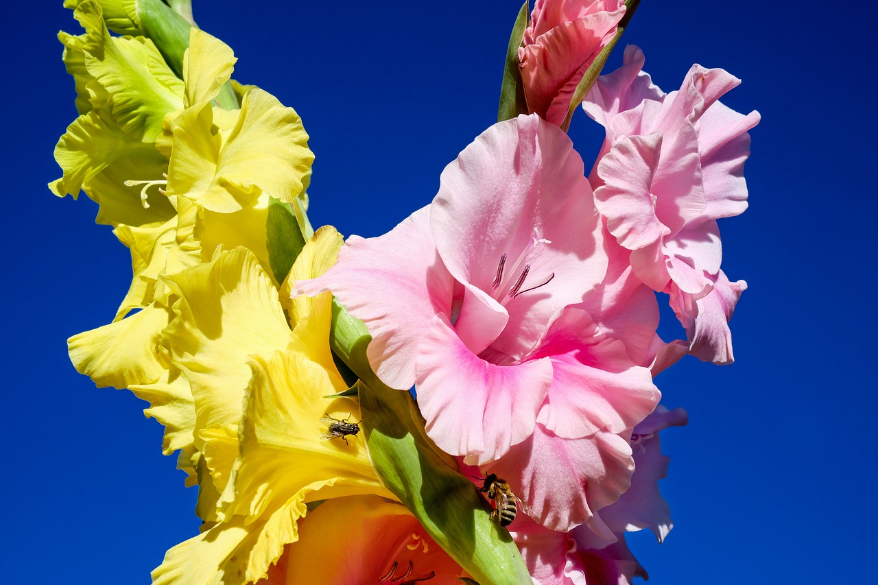 Image - gladiolus flowers bloom yellow