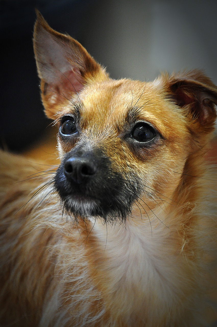 Image - chihuahua dog animals pets
