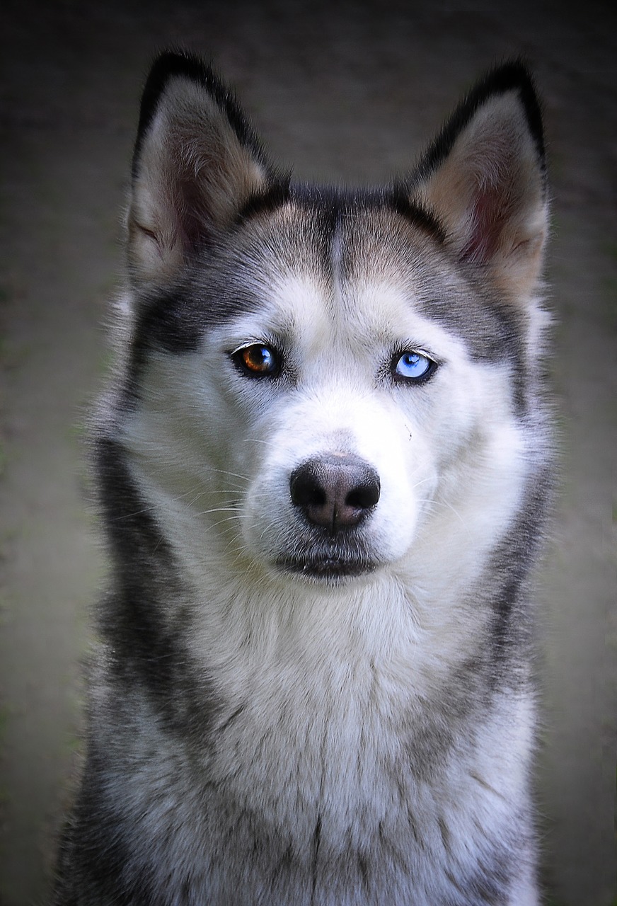 Image - husky dog siberian husky sled dog