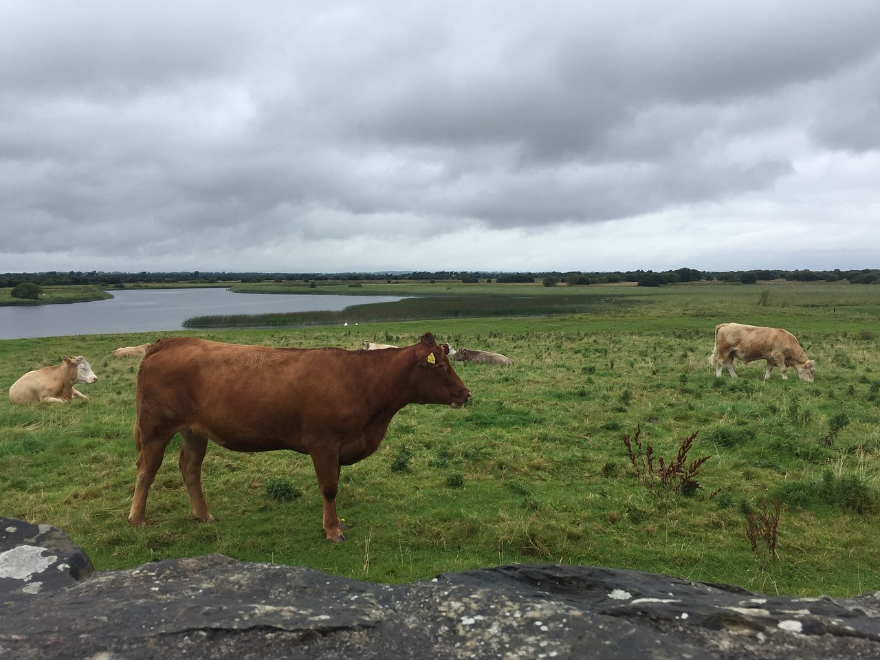 Image - cows ireland beef animal cattle