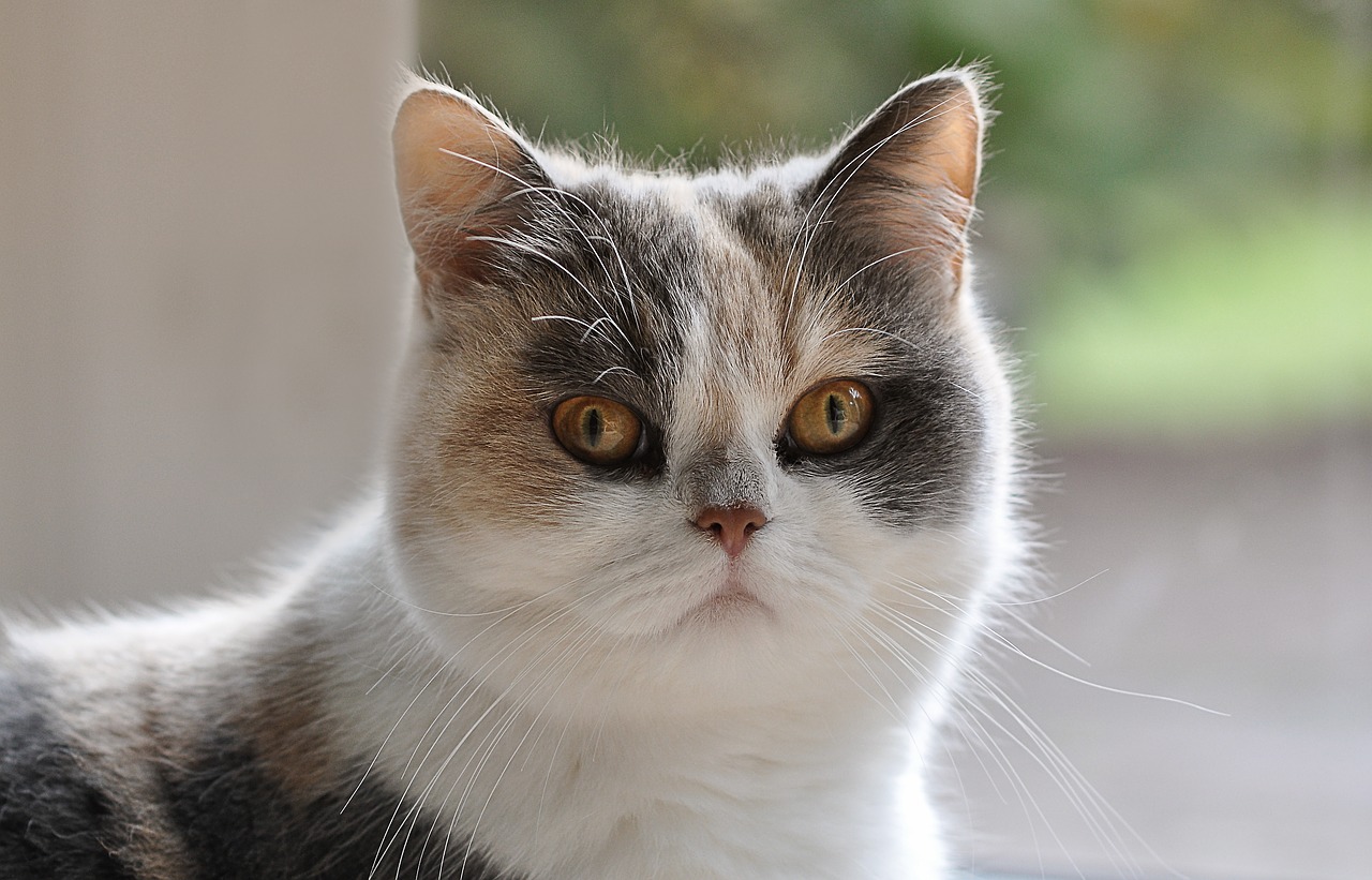 Image - cat persians persian mongrel