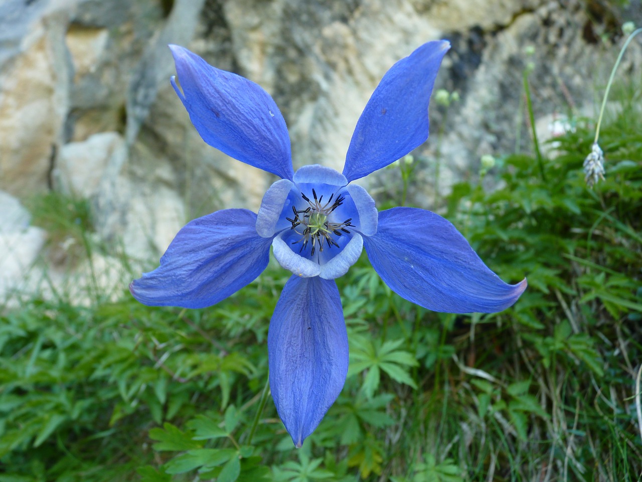 Image - flower flora mountain botany blue