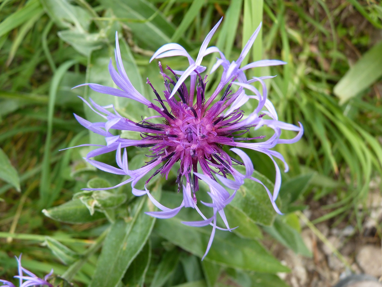 Image - flower wild flower flora alps