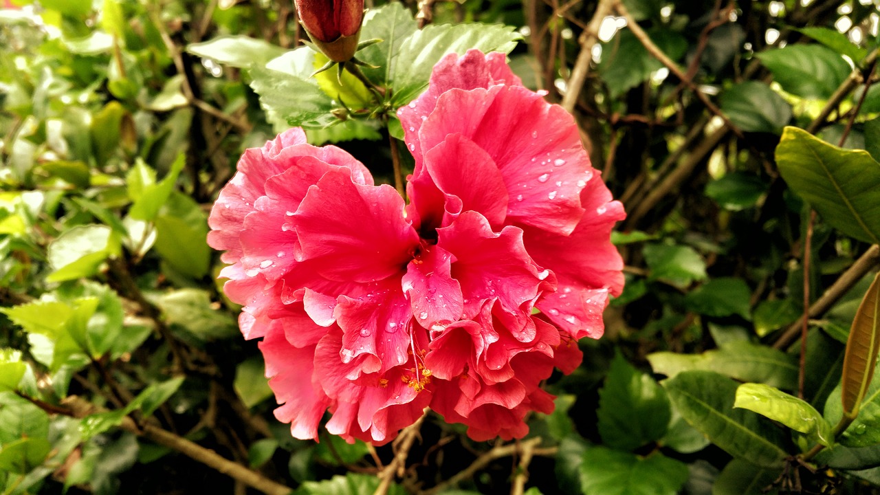 Image - flower dew pink nectar water drops