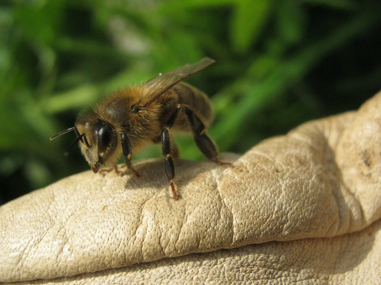 Image - bee honeybee insect apis mellifera