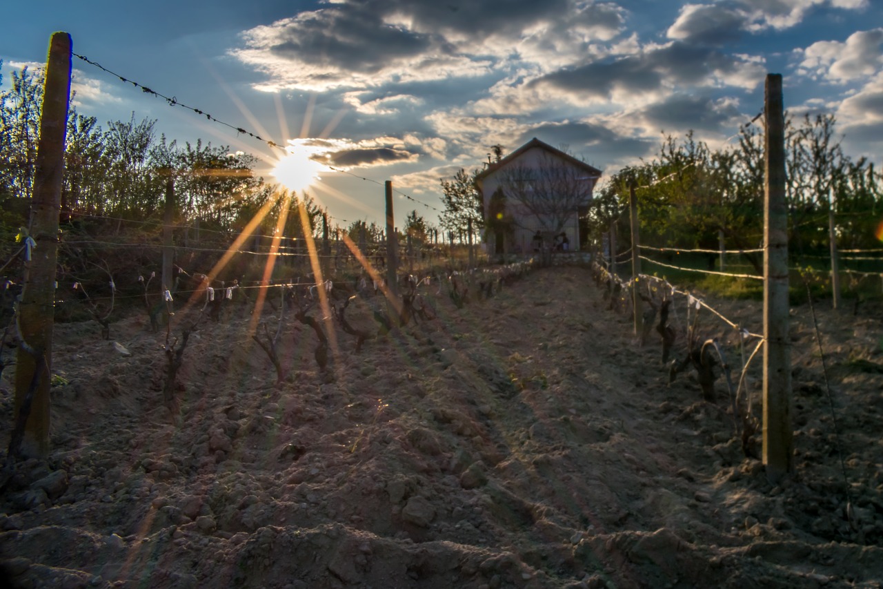 Image - sun vineyard harvest agriculture