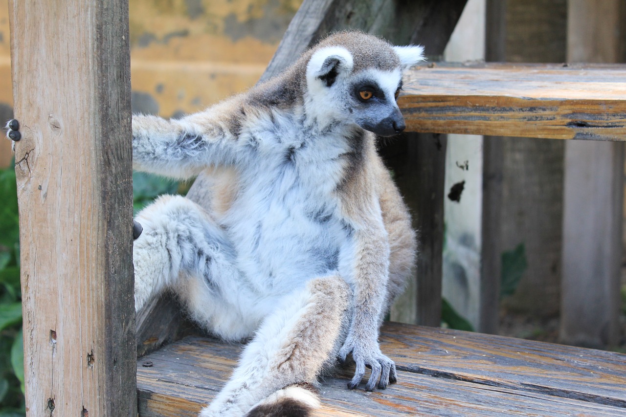 Image - lemur lemurs pet animal animals