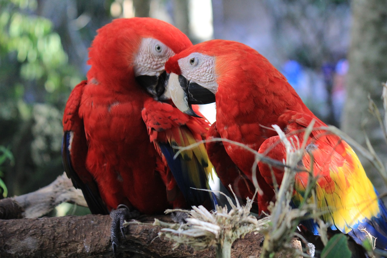 Image - macaw mexico ave bird zoo parrot