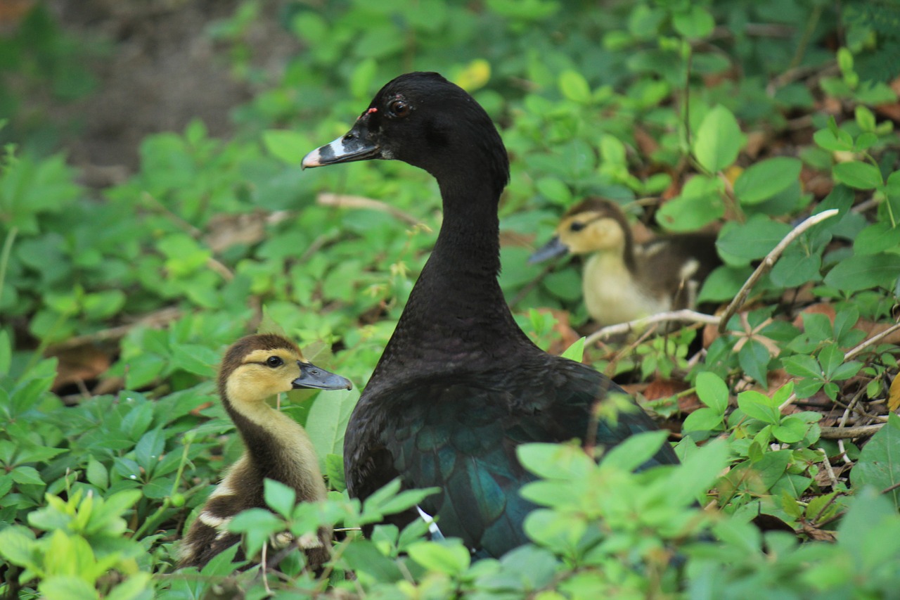 Image - duck duckling nature landscape