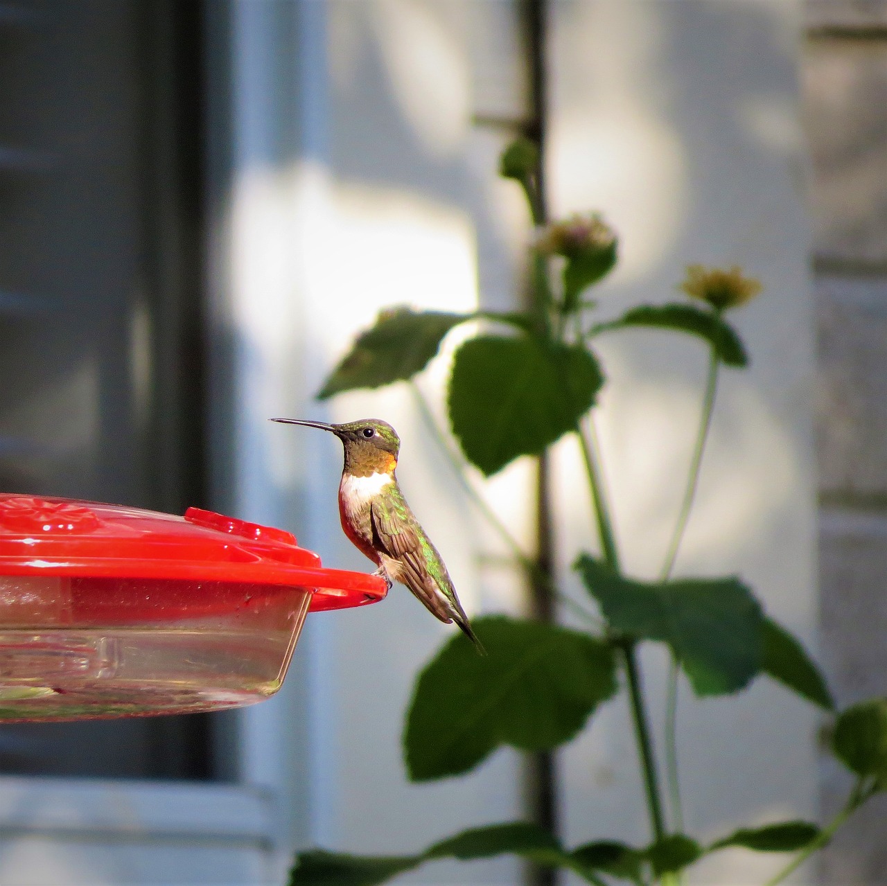 Image - bird hummingbird golden neck