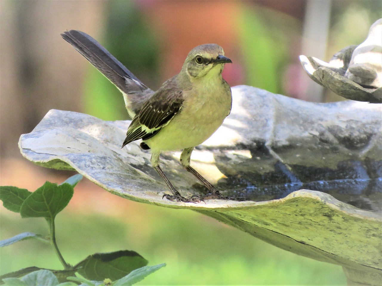 Image - bird songbird mocking bird wildlife