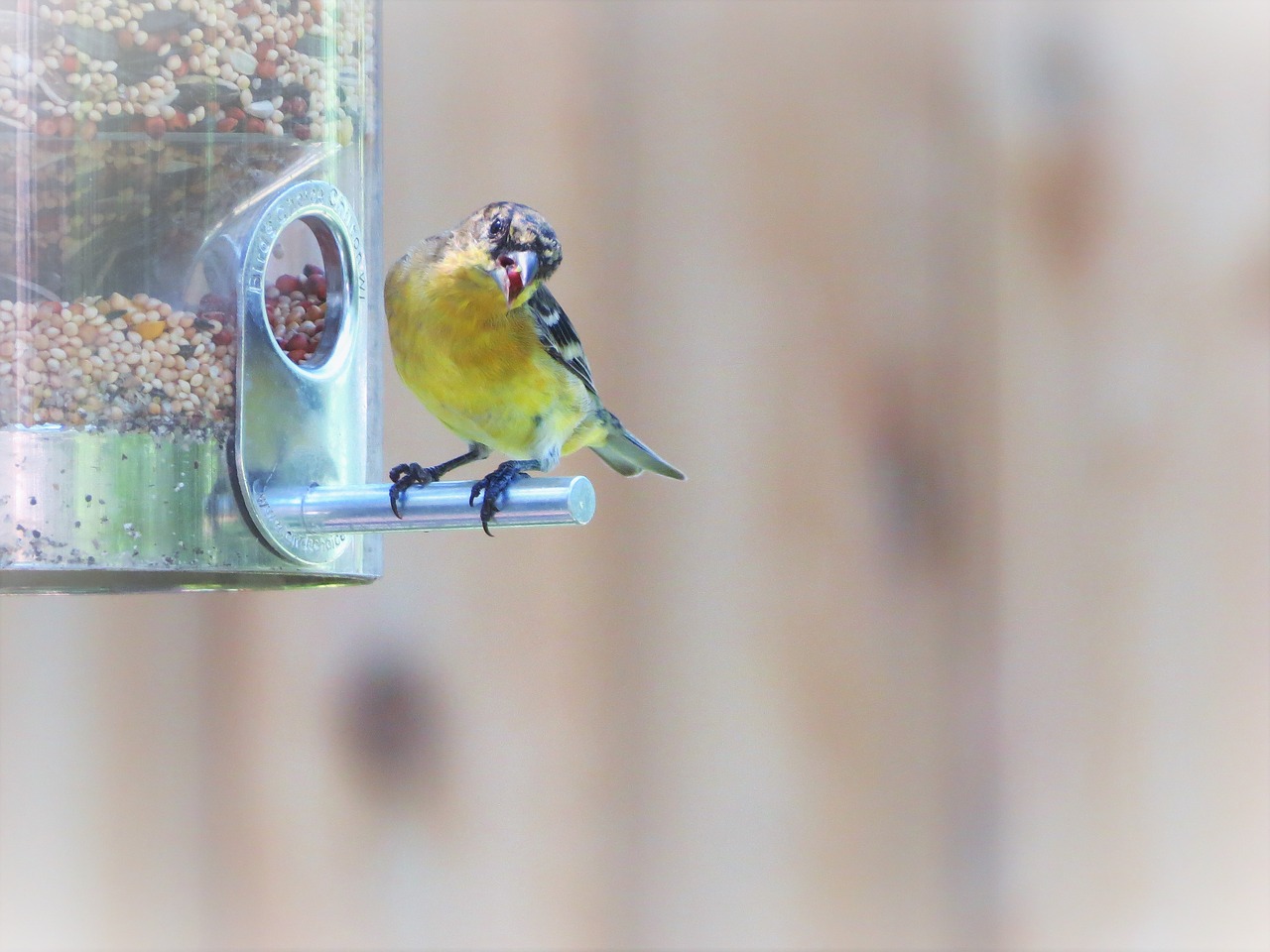 Image - bird yellow gray colorful wildlife