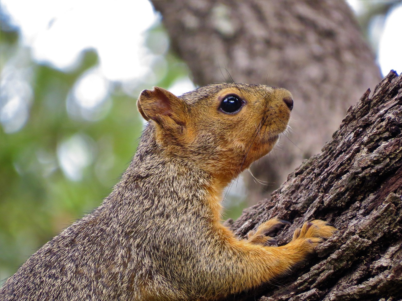 Image - squirrel wildlife brown close up