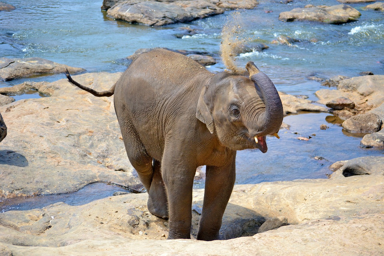 Image - baby elephant elephants bath