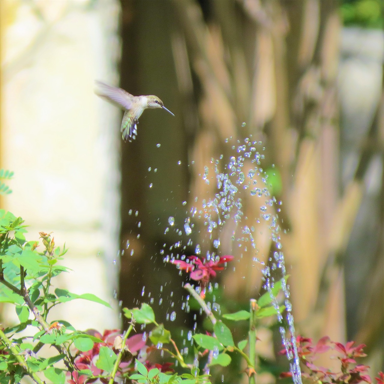 Image - bird in flight fountain hummingbird