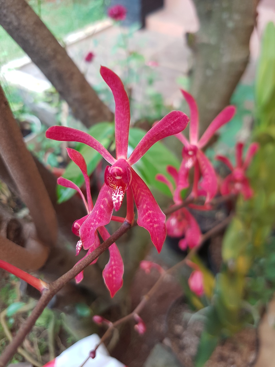 Image - orchid red exotic flower summer