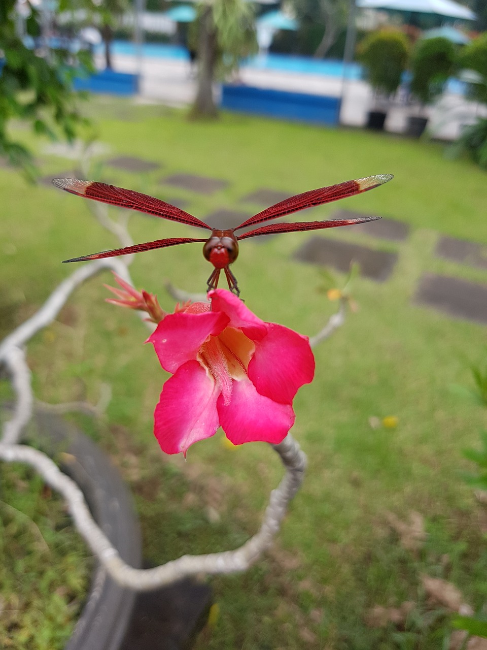 Image - dragonfly red flower garden summer