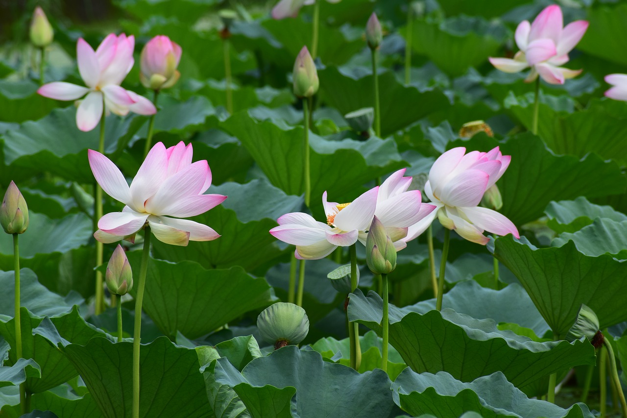 Image - flowers lotus pond lotus flower