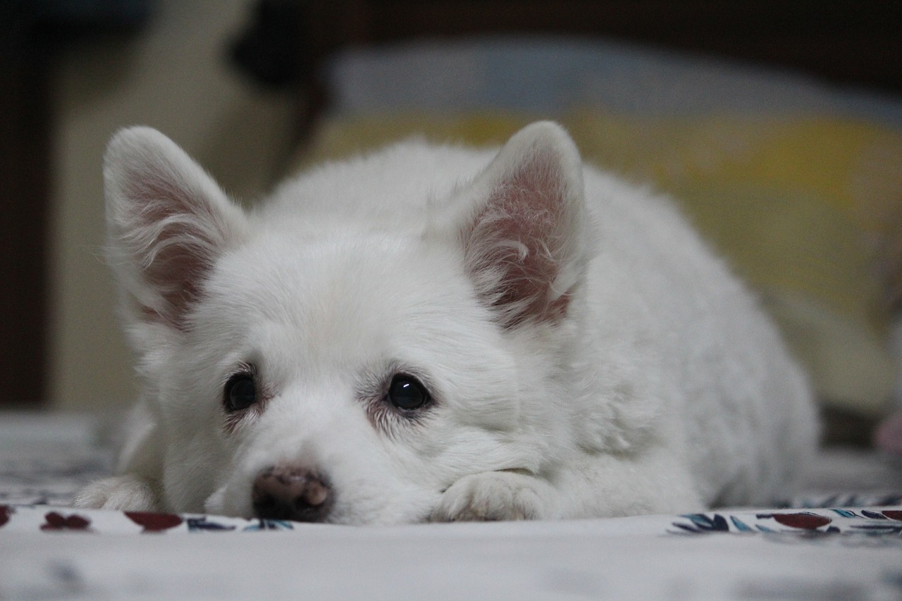 Image - puppy cute laying down stare