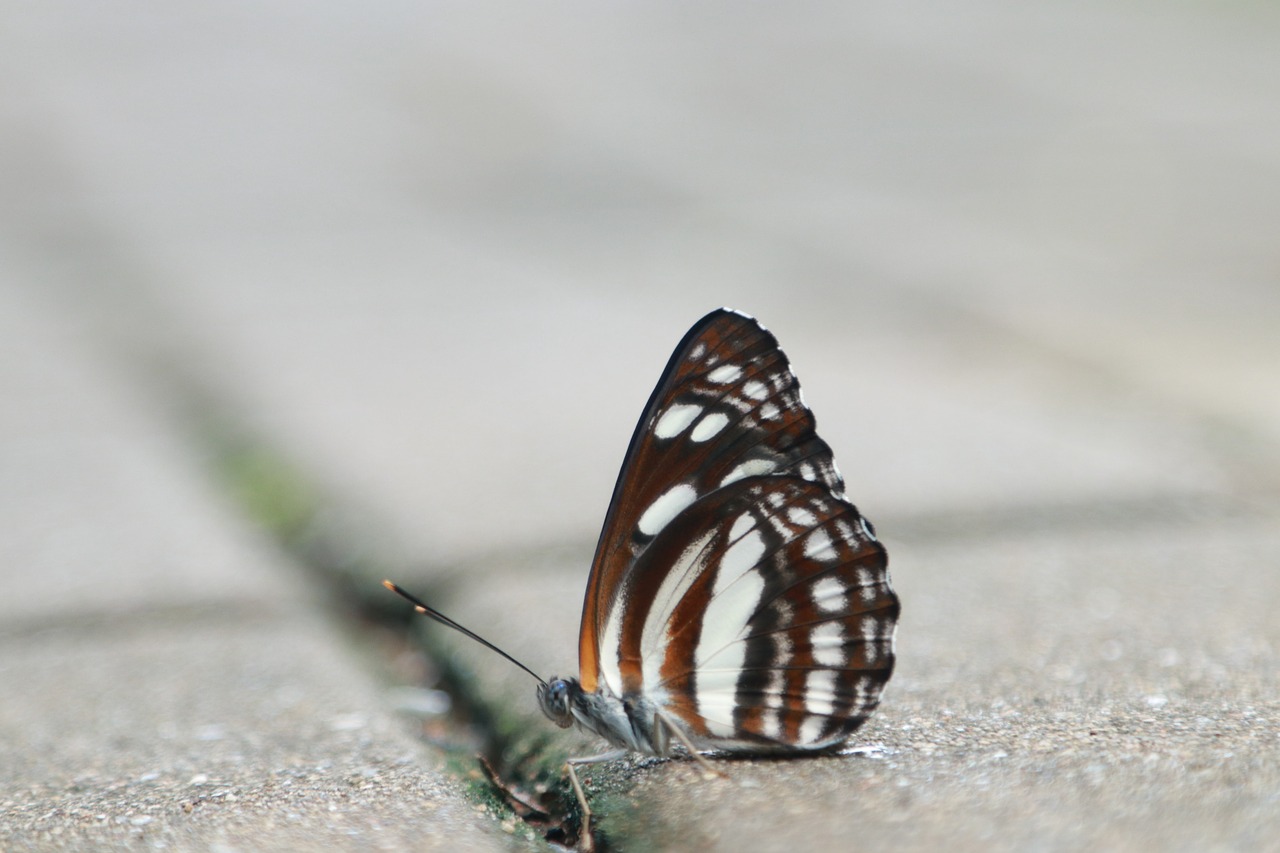 Image - butterfly flying ghost tiger