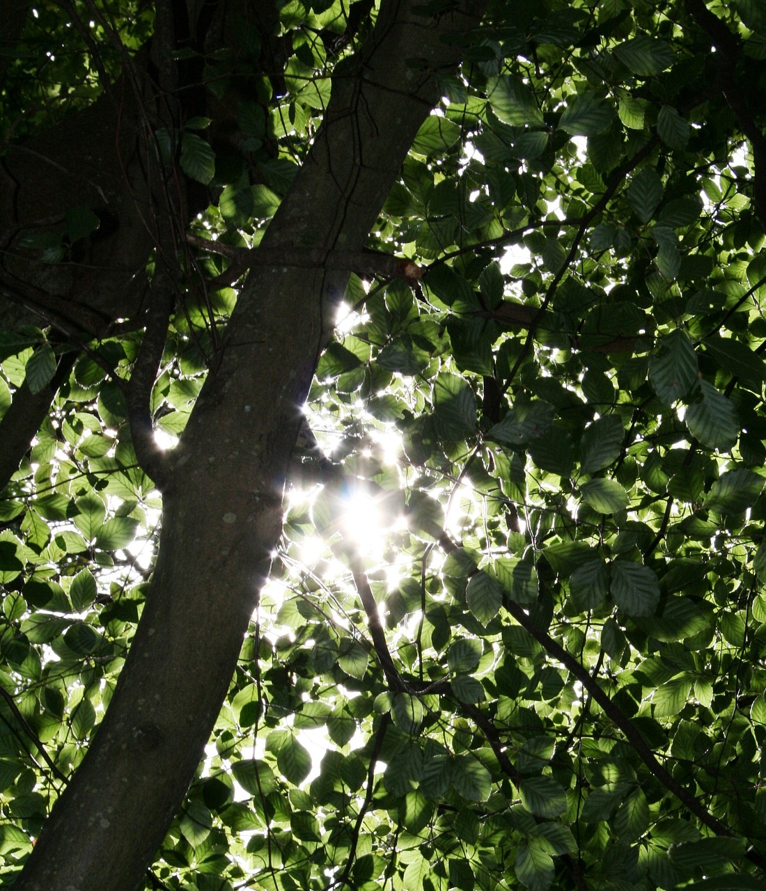 Image - sunlight trees dappled nature