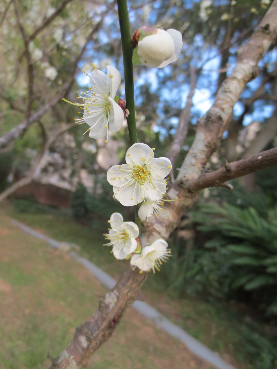 Image - plum blossom clear large plum garden