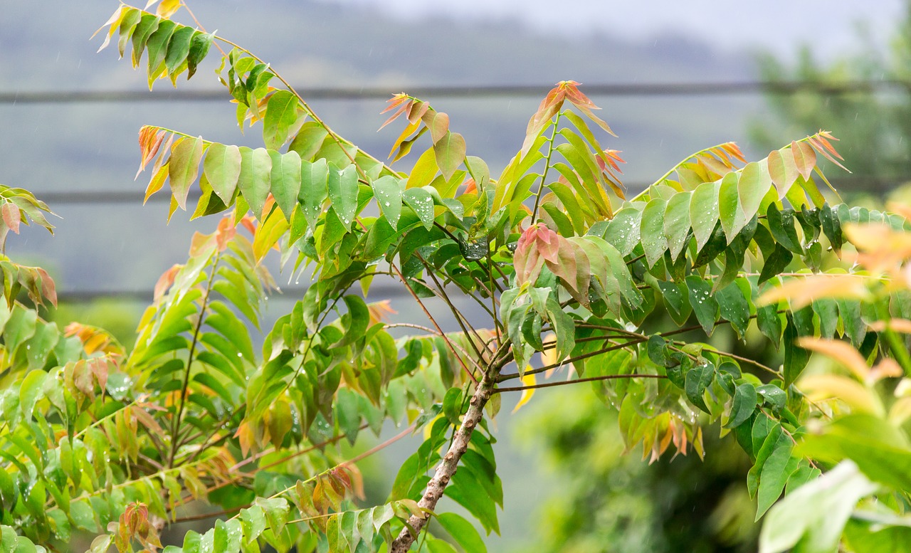 Image - the early gooseberry nature phayao