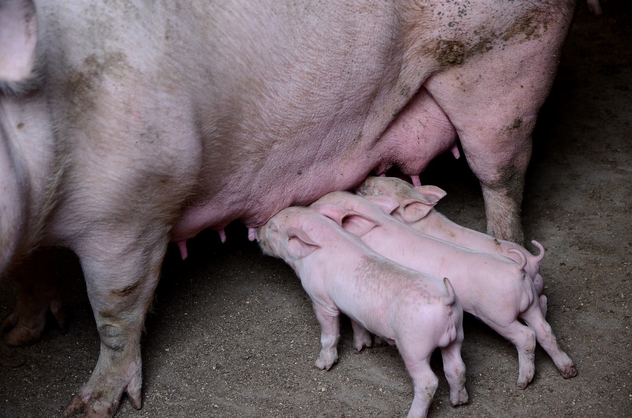 Image - pig farms journey