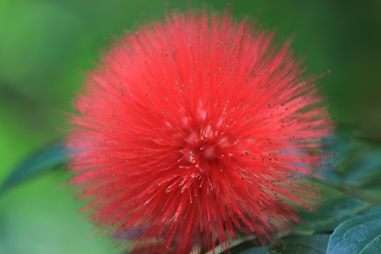 Image - that solar sunflower flower