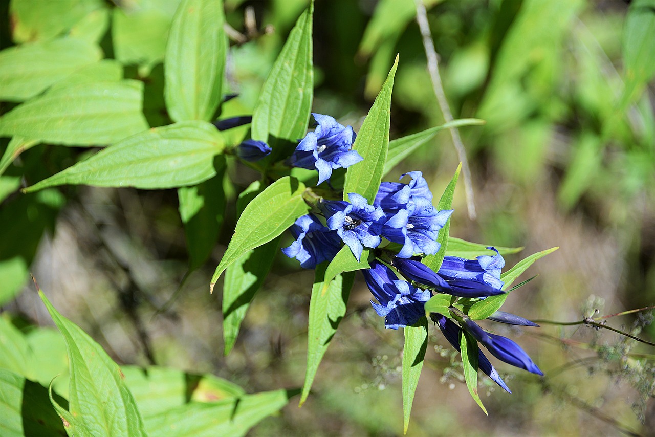 Image - bellflower forest blossom bloom