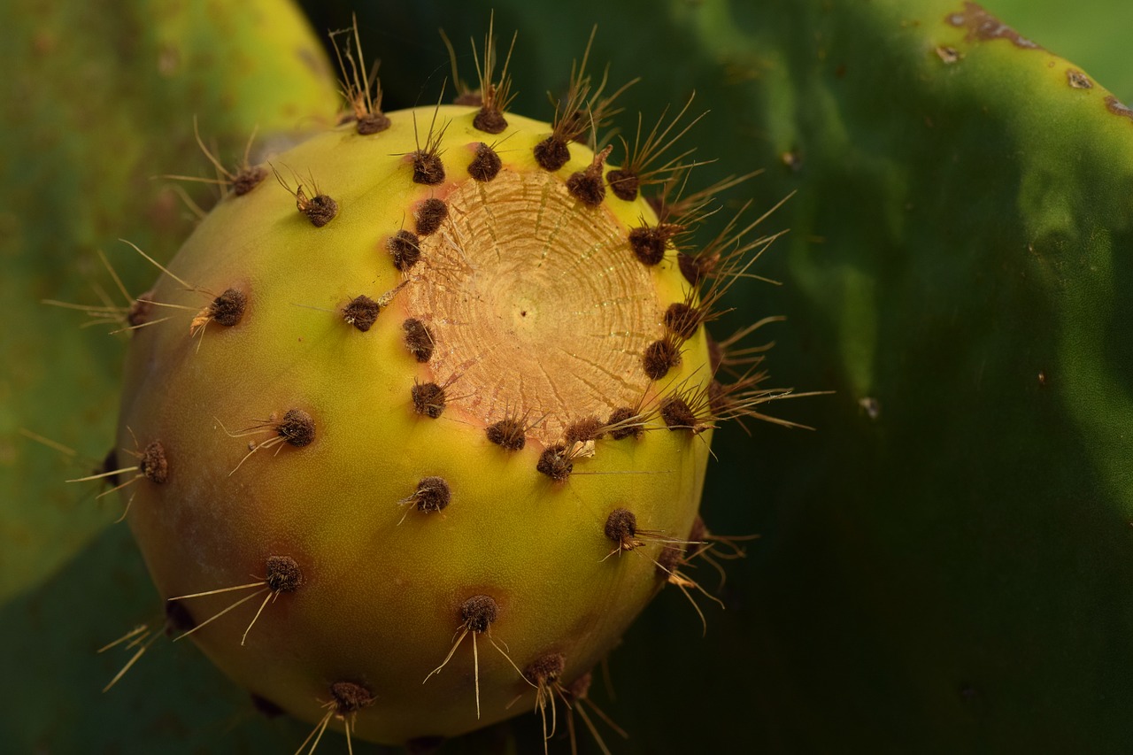 Image - cactus prickly pear fruit sting