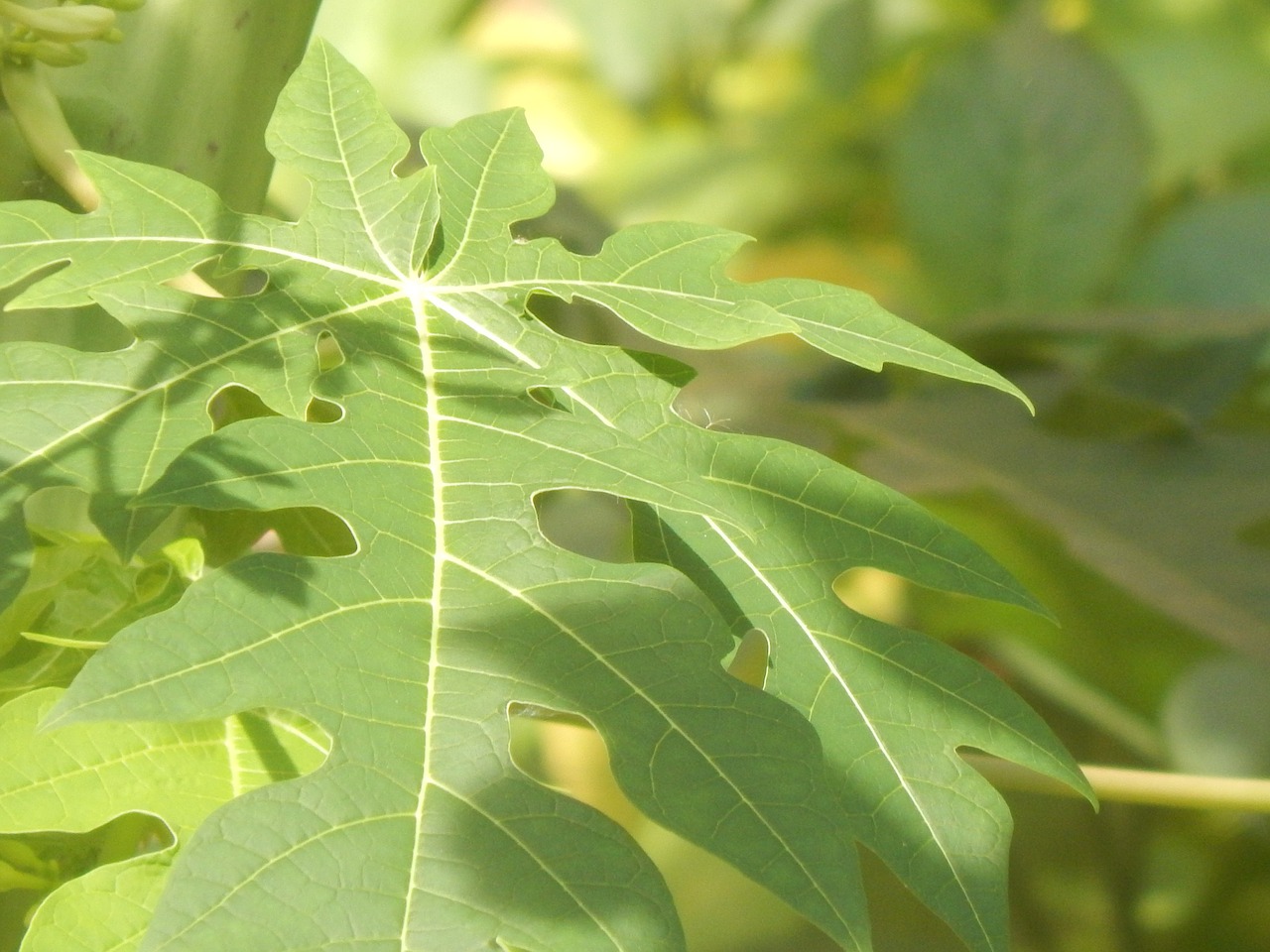 Image - leaves green large sunny