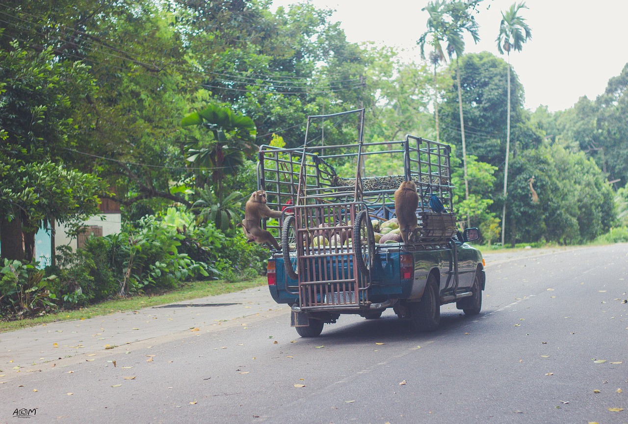 Image - monkey travel the car speed