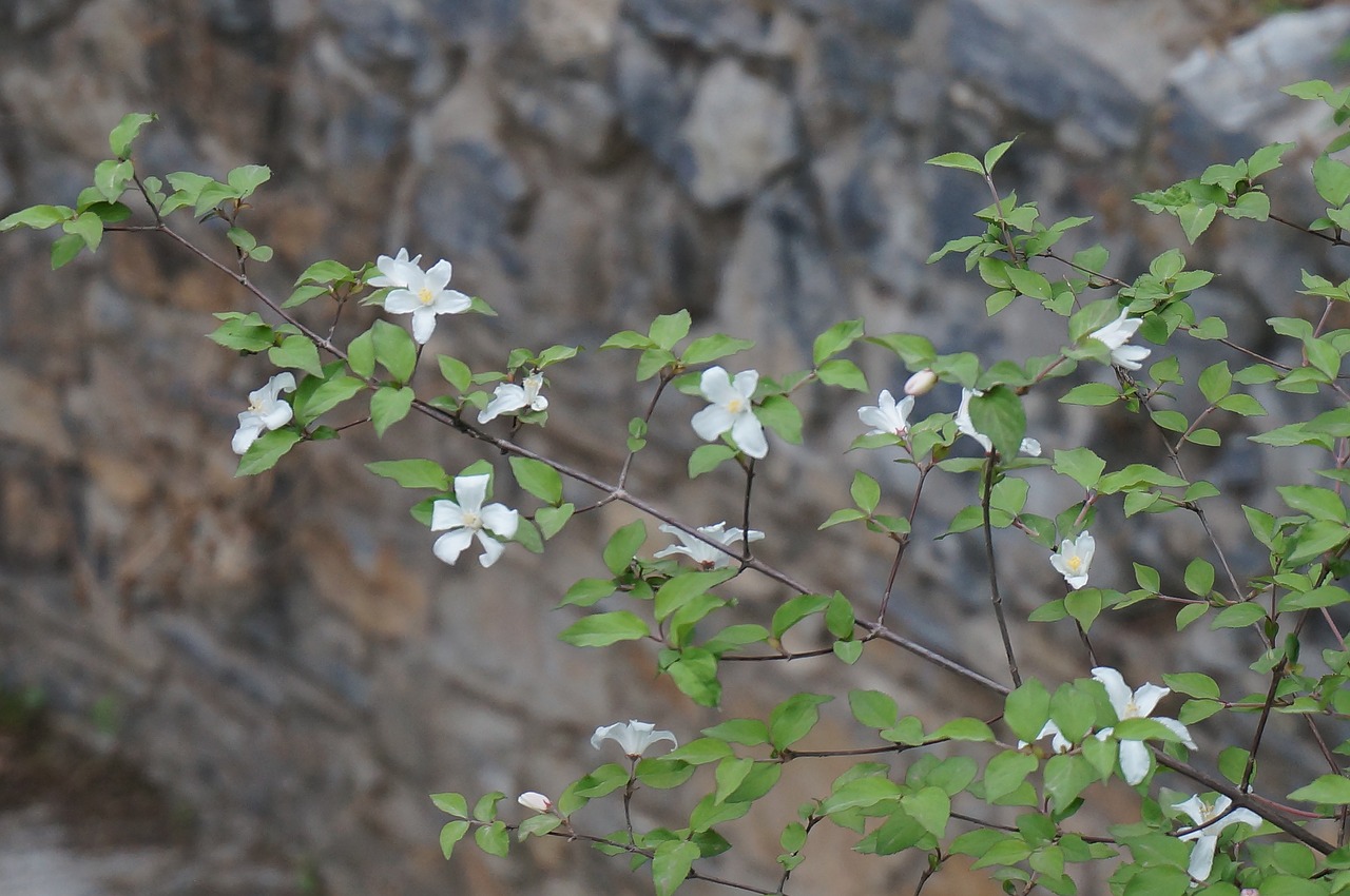 Image - a small spike of flowers wild flowers