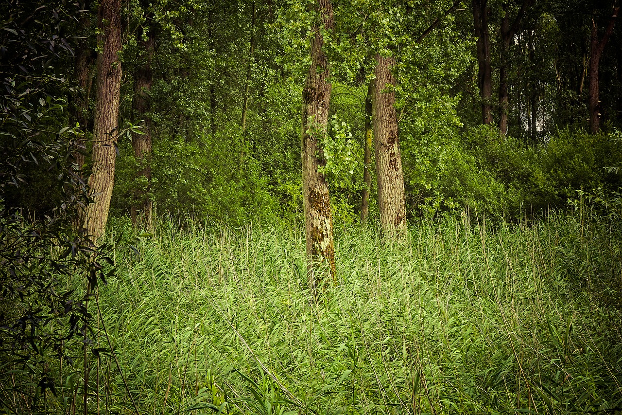 Image - forest trees landscape branches