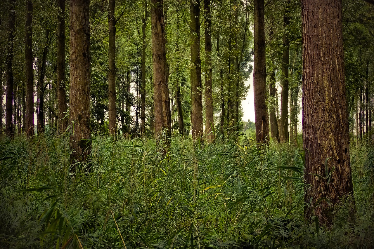 Image - forest trees landscape branches